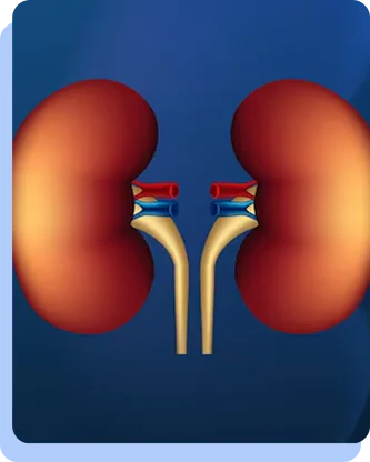 A clean, 3D medical illustration of two healthy human kidneys showing the adrenal glands and the primary renal arteries and veins.