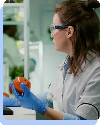 A female researcher in a lab coat and safety glasses holding a tomato and examining it closely in a laboratory setting.