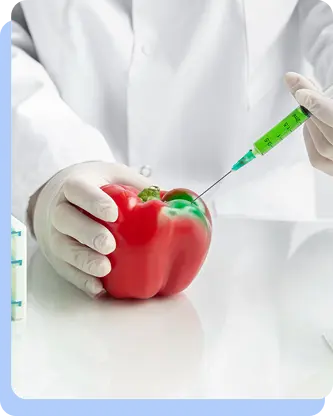 A close-up of gloved hands using a syringe filled with green liquid to inject a red bell pepper.
