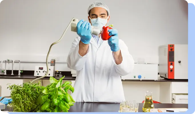 A scientist in a white lab coat, blue gloves, and a face mask using a laboratory pipette to inject or extract liquid from a red bell pepper on a lab bench.