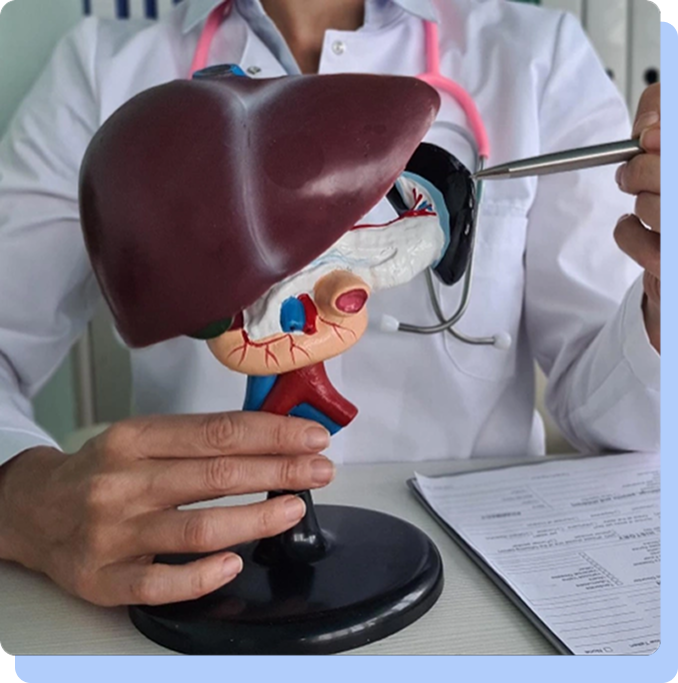 A medical professional in a white coat and pink stethoscope using a silver pointer to demonstrate specific parts of a detailed, life-sized anatomical model of a human liver and gallbladder sitting on a desk next to a patient file.