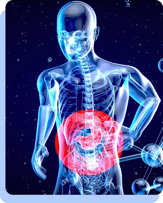 A blue anatomical 3D model of a human torso with a red circular glow highlighting the abdominal region.