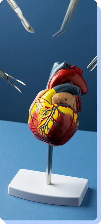 A detailed, realistic anatomical model of a human heart mounted on a stand, with surgical tools like scalpels and forceps positioned artistically around it.
