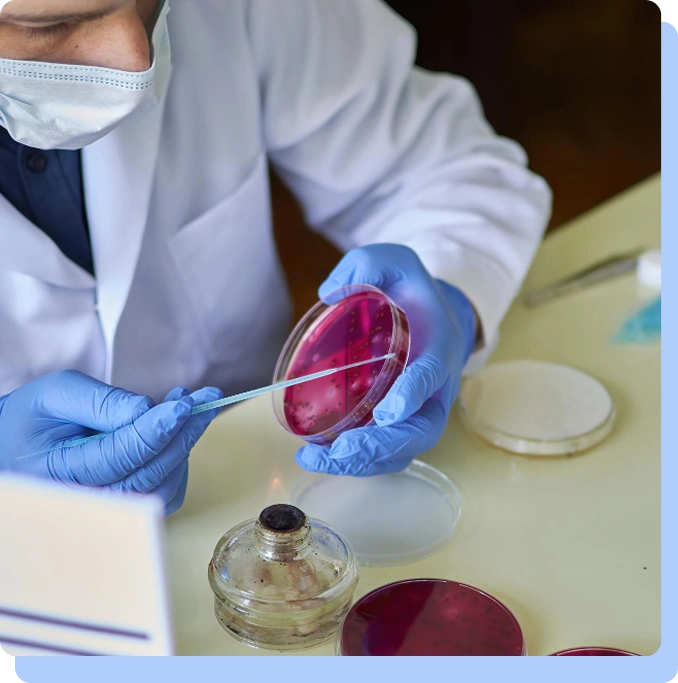 A researcher wearing a white lab coat, face mask, and blue nitrile gloves works in a laboratory. They are holding a petri dish containing a pinkish agar medium and using a thin tool to streak or examine a sample. A small glass alcohol burner with a lit flame and other petri dishes are visible on the workbench.
