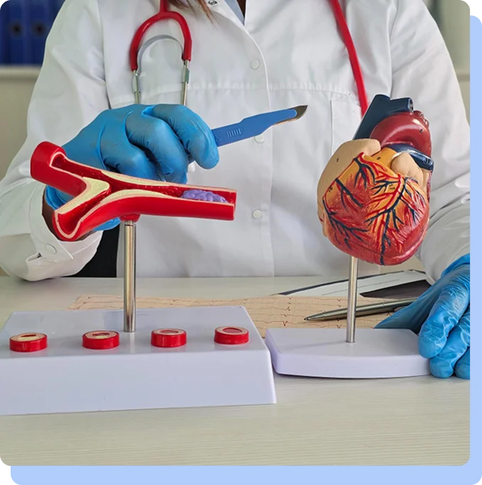 A close-up of a healthcare professional’s gloved hands pointing a surgical tool at an anatomical model of a human heart and a cross-section of a blood vessel on a clinical desk.