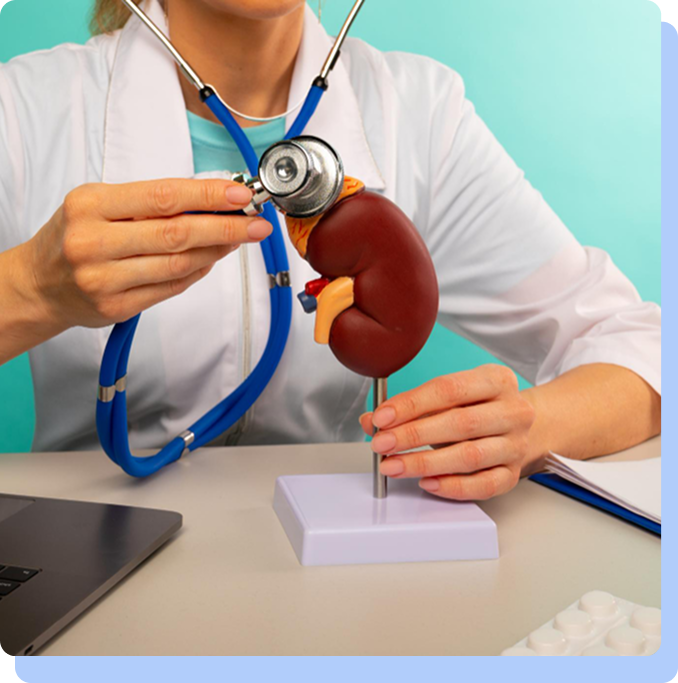 A close-up of a doctor’s hands using a stethoscope to "listen" to a brown anatomical model of a kidney resting on a white base, symbolizing the clinical monitoring of kidney health.