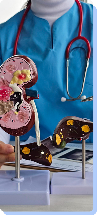 A close-up of a healthcare worker in blue scrubs standing next to a detailed anatomical model of a human kidney on a stand.
