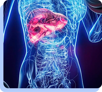 A glowing, blue digital rendering of the human torso and skeletal system, with the liver highlighted in bright pink and red to indicate inflammation or focus.