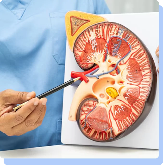 A close-up of a person in blue medical scrubs holding a black pointer to show the internal structures, including the renal cortex and blood vessels, on a large-scale anatomical model of a human kidney.