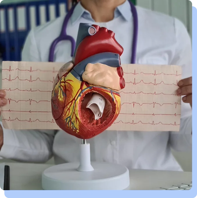 A close-up of a person holding a long paper printout of an ECG (electrocardiogram) heart rhythm strip behind a physical model of a human heart.