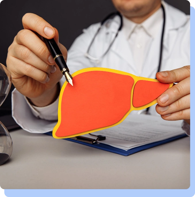 A close-up of a healthcare professional’s hands. One hand uses a pen to point at a yellow-and-orange anatomical illustration of a liver on a desk, while the other hand rests near a medical chart.